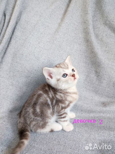 Котята британцы