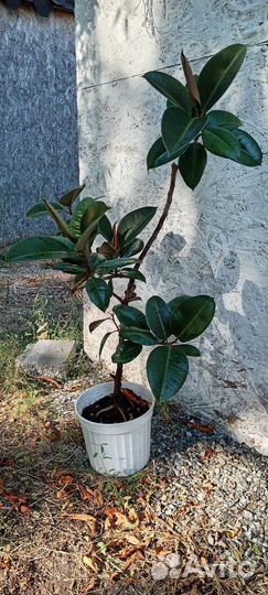 Фикус и драцена