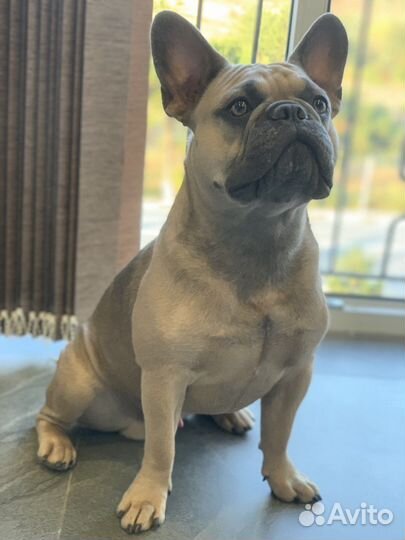 Вязка кобель французский бульдог