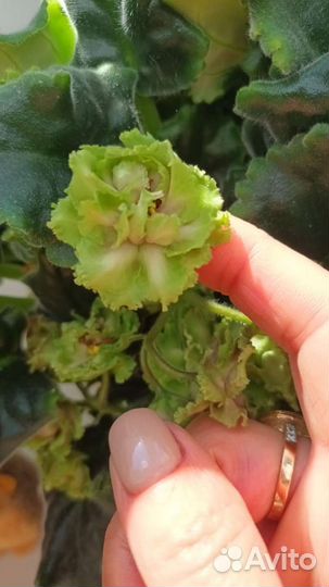 Фиалка сортовая