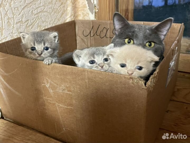 Британские котята