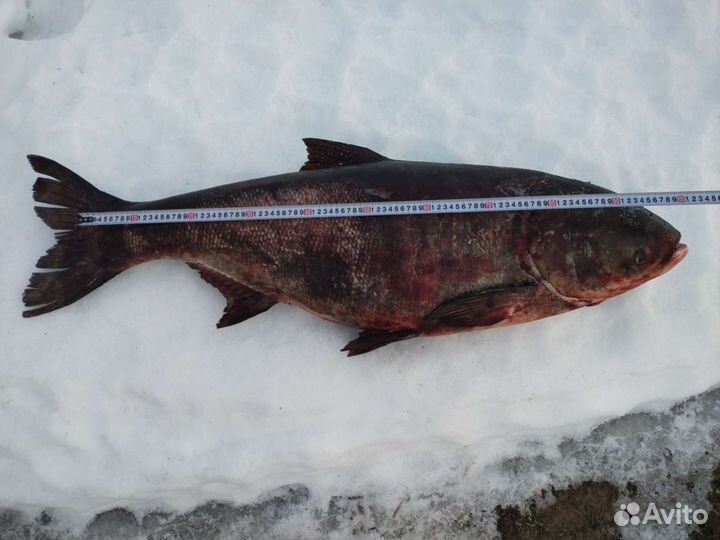 Рыба свежая, свежезамороженная