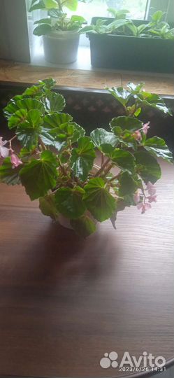 Традесканция