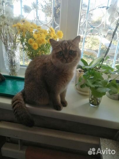 Золотистая шиншилла