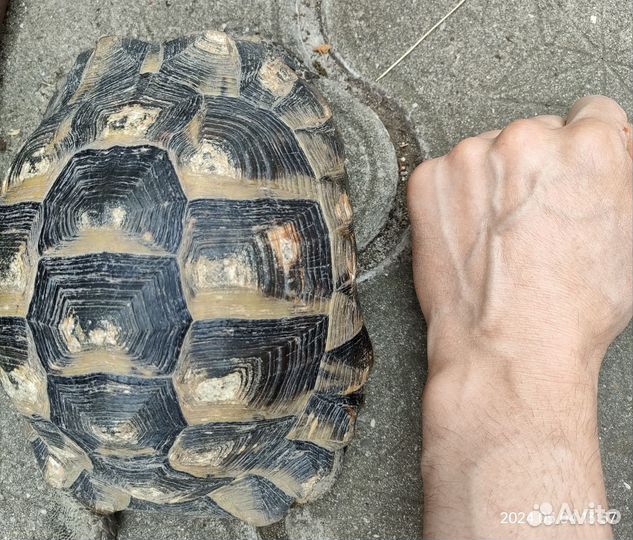 Сухопутная черепаха