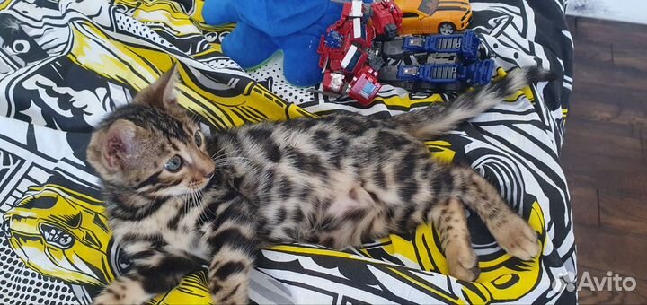 Бенгальские котята