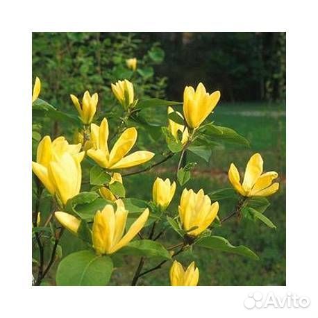 Магнолия на штамбе Дафна