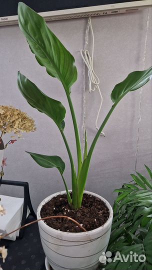 Стрелиция регина королевская