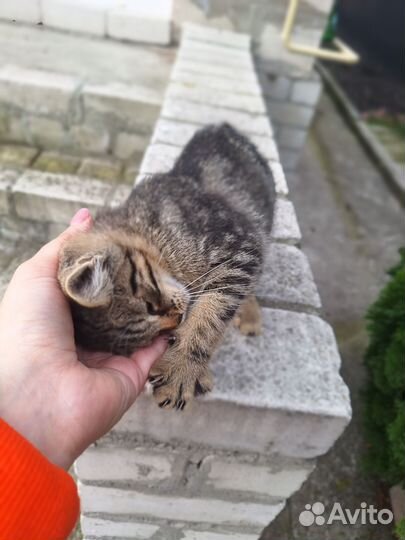 Кошка мышеловка