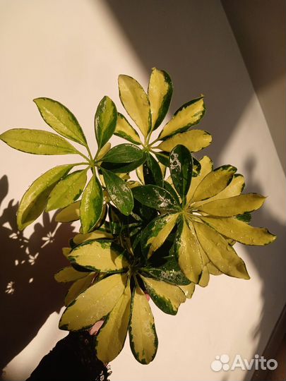 Филодендрон бразил, шефлера вариегатная