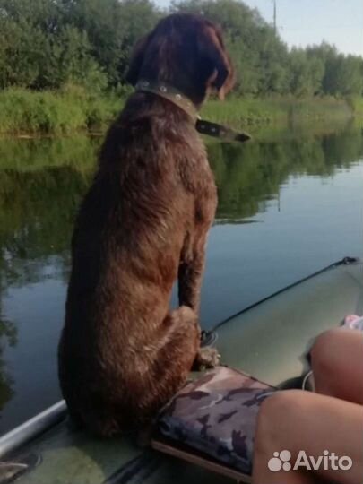 Дратхаар для вязки