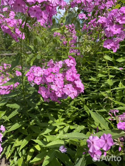 Флок метельчатый