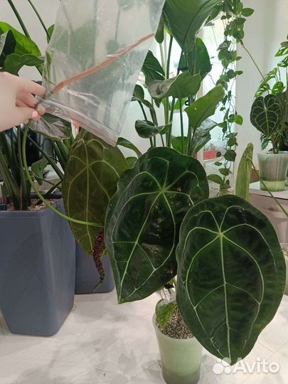 Пыльца (Антуриум Магнификум)