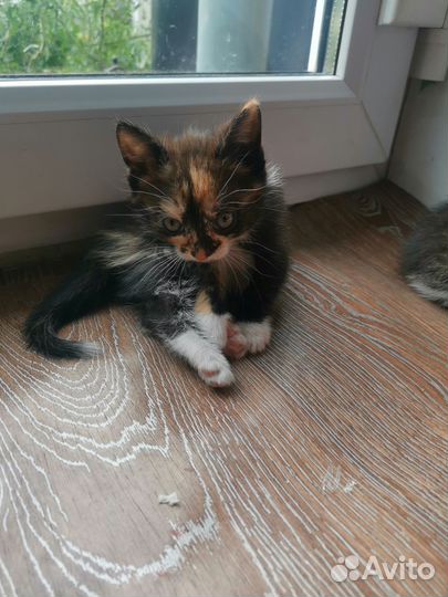 Короткошерстная кошка