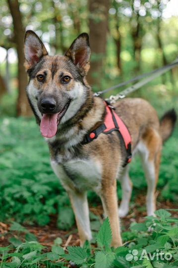 Умка ищет маму