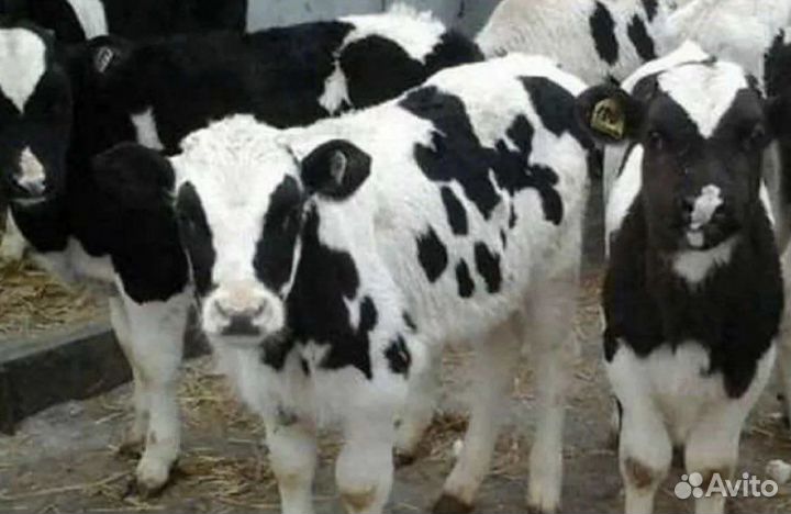 Холмогоры Голштины Бычки Телки