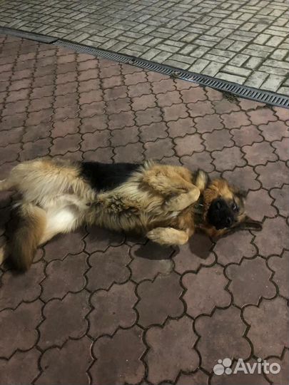 Немецкая овчарка вязка