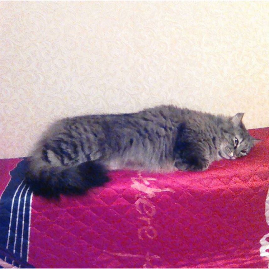 Кото нянь