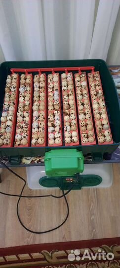 Инкубатор River Covina Super 49ET