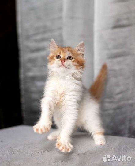 Рыжий пушистый котенок в добрые руки