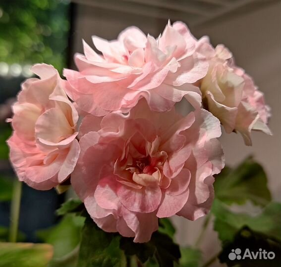 Пеларгонии сортовые