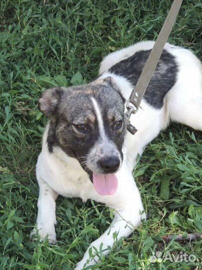 Балу отличный охранник для вашего дома