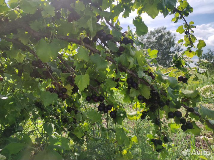 Смородина красная и черная