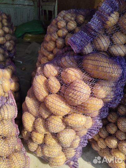 Продам картофель, Коломбо сорт