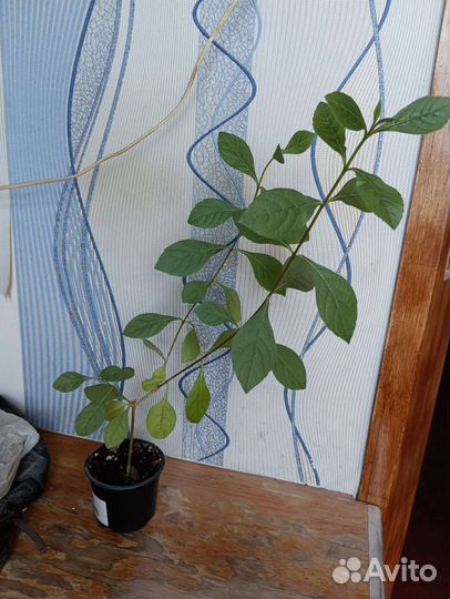 Клеродендрум