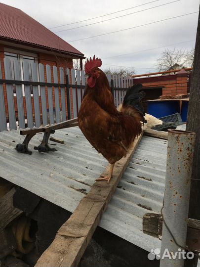 Молодые петухи