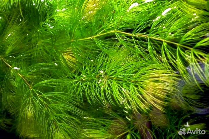 Аквариумные растения 