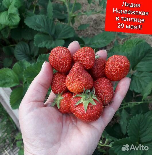 Саженцы клубники, малины