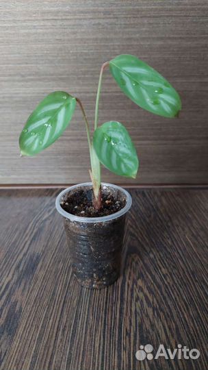 Сингониумы все по 100 обновлено 31.08