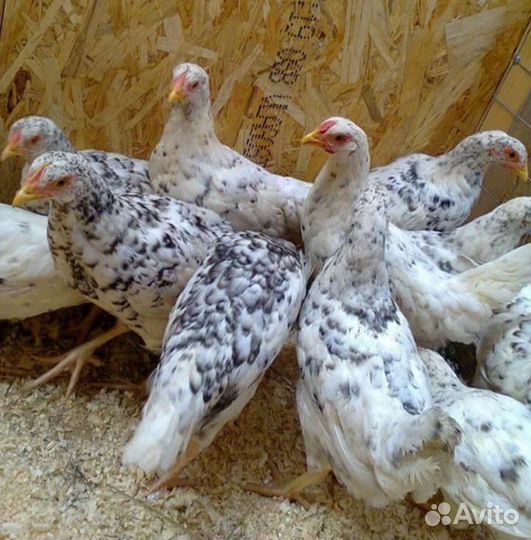 Куры несушки коралл