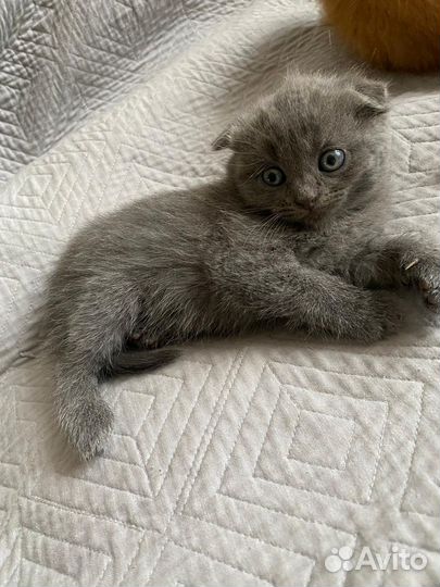 Британская вислоухая кошка