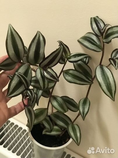 Традесканция зебрина