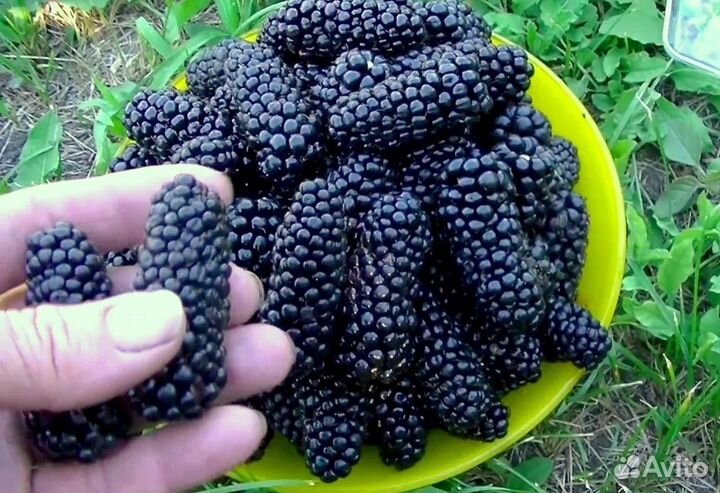 Плодовые кустарники