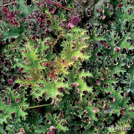 Традесканция садовая, Примула, Вероника, гейхера