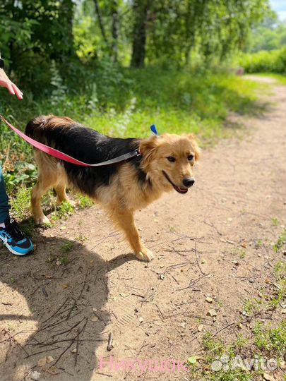 Собака в добрые руки отдам бесплатно