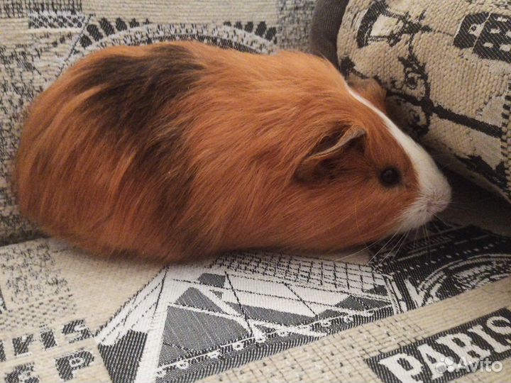 Морская свинка