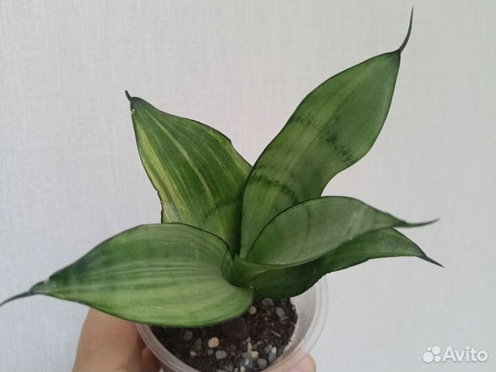 Сансевиерии