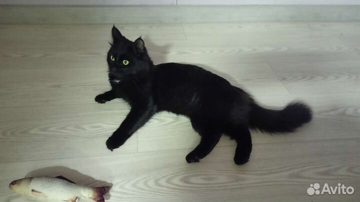 Кот