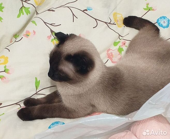 Тайская кошечка ищет жениха