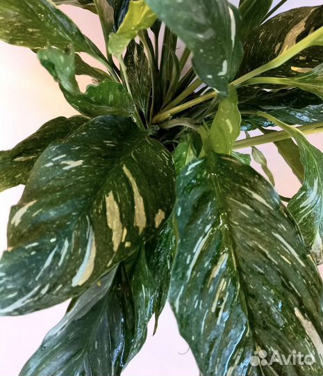 Спатифиллум вариегатный