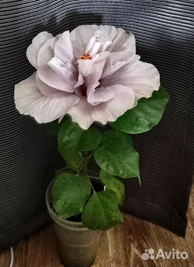 Гибискус сортовой