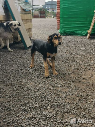 Щеночки в добрые руки.Помогите найти им дом