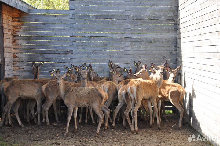 Самцы оленей
