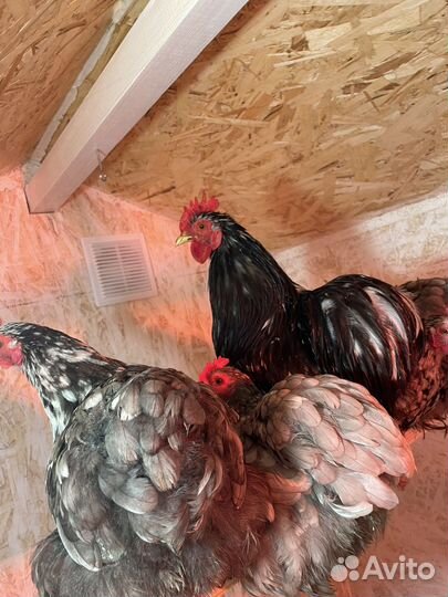 Петух карликовый кохинхин, петух ухейилюй