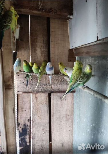 Волнистый попугай ручной