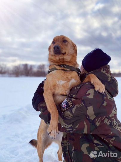 Собака Баффи ищет дом